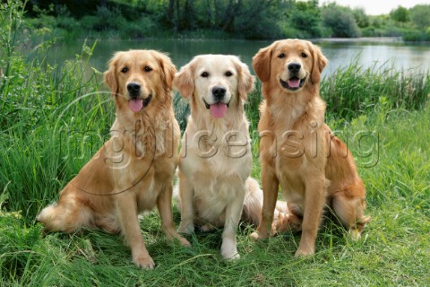 Three Labradors on riverside DP531