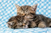 Two kittens on blue gingham (CK391)