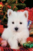 White pup at Christmas (A166)