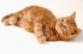 Ginger kitten laying down (CK186)
