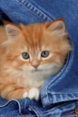 Ginger kitten in denim (CK209)