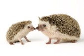 Two hedgehogs (WL507)