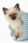 White kitten in blue gingham bin (CK356)