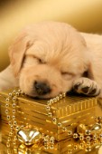 Sleeping lab pup on gold box (C554)