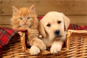 Ginger cat and lab in basket (DP611)