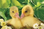Two ducks (EA532A)