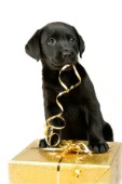 Black Labrador with gold ribbon (C528)