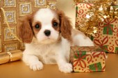 Spaniel and gold presents (C532)