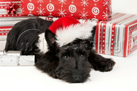 Black Terrier and hat C535