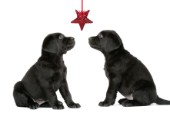 Two black Labradors with tinsel star (C548)