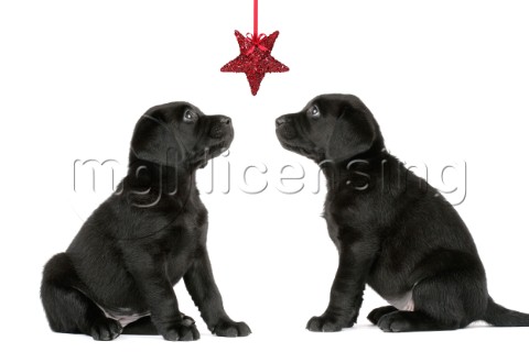 Two black Labradors with tinsel star C548