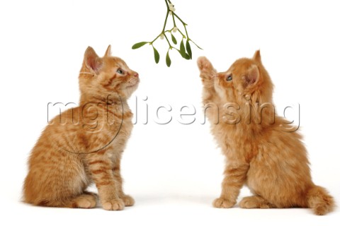 Two cats with mistletoe C557