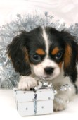 Dog with box and tinsel (C516)
