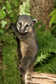 Baby raccoon (WL501)