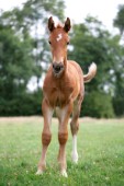 Brown baby horse (H121)