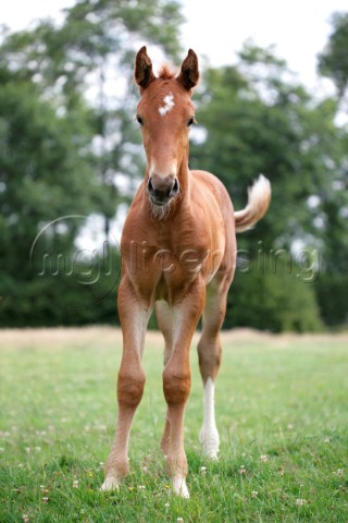 Brown baby horse H121