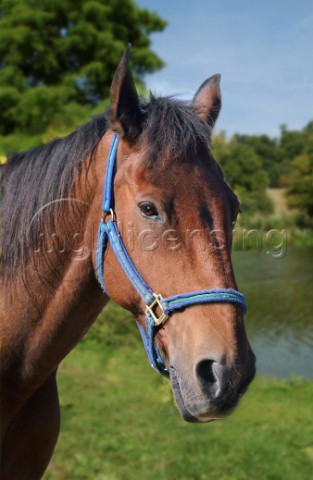Horse with blue strap H120