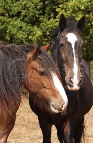 Black and brown horse H119