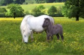Pony and baby (H102)