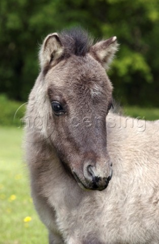 Baby pony H106
