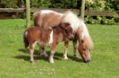 Pony and her baby (H109)