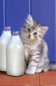 Kitten and milk (A145)