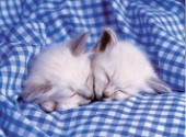 Kittens asleep (A148)