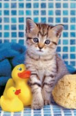 Kitten with ducks (A211)