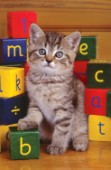 Alphabet cat (A213)