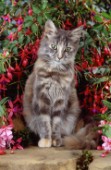 Cat in bush (CK107)