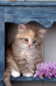 Kitten on shelf (CK113)