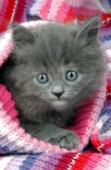 Kitten in jumper (CK185)