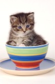 Kitten in cup (CK140)