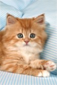 Kitten on pillows (CK213)