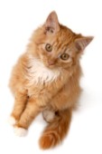 Ginger kitten (CK248)
