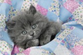 Kitten in quilt (CK254)