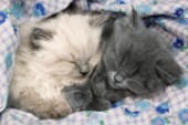 Two sleeping kittens (CK255)