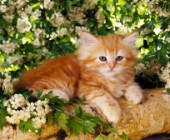 Ginger kitten in tree (CK292)