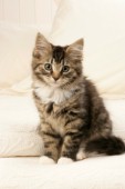 Kitten profile (CK294)