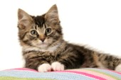 Kitten on pillow (CK295)