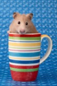 Hamster in cup (HA108)