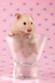Hamster in glass (HA109)