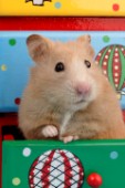 Hamster in draw (HA111)