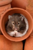 Hamster in pot (HA112)