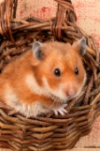 Hamster in basket (HA114)