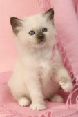 Kitten on pink pillow (CK302)