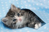 Kitten under quilt (CK328)