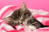 Kitten sleeping in blanket (CK339)