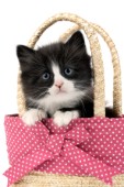 Kitten in bag (CK353)