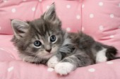 Kitten on quilt (CK355)